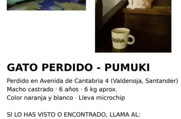 Perdido gato masculino, Avenida de Cantabria, 4, Santander - naranja, con chip - photo