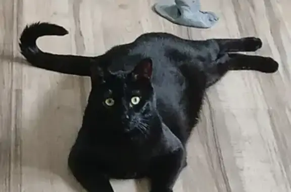 Chat perdu mâle, Rue Jean-Francois Millet, 8, Lisieux - yeux verts/jaunes - photo