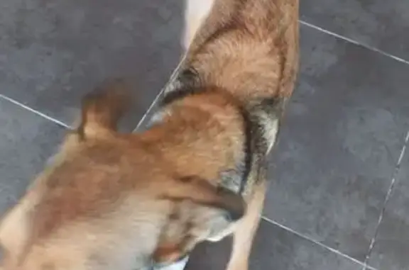 Chien trouvé mâle, Avenue d'In...
