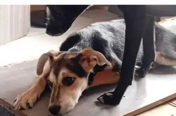 Cachorro perdido Fêmea (brl002965) - photo