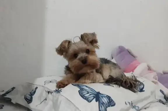 Cachorro perdido Fêmea (brl002967) - photo