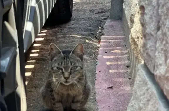 Animaux perdus et trouvés Saint-Leu-la-Forêt, photo: Chat trouvé, Rue de l'Ermitage, 61, Saint-Leu-la-Forêt - assez maigre