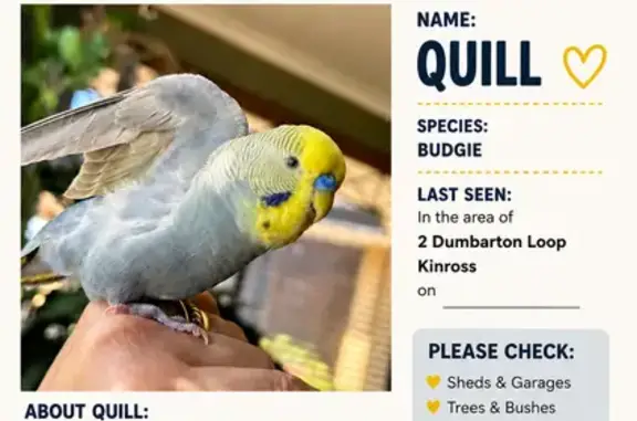 Lost bird, Rutherglen Circle,...