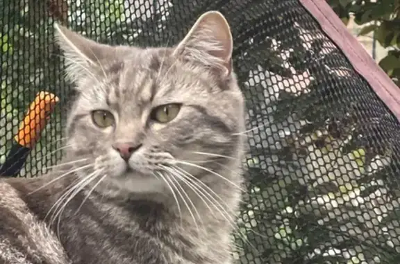 Chat perdu mâle, Chemin de la Glacière, Brunoy — mâle castré, 1 an - photo