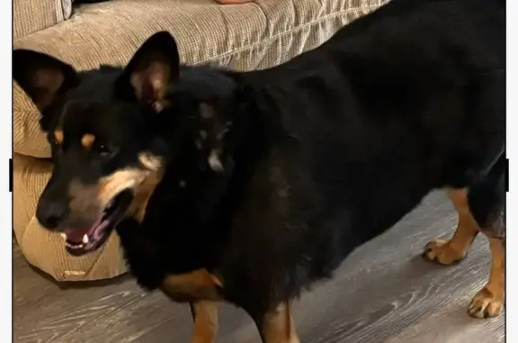 Lost dog, County Road, 76, Abe...