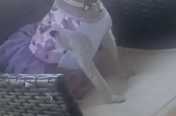 Lost dog, Grimes, Alabama, Opp...