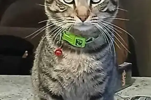 Lost and found pets South Africa, photo: Lost cat, Pine Street, 13, Krugersdorp, Roodepoort - male, green collar, chubby face