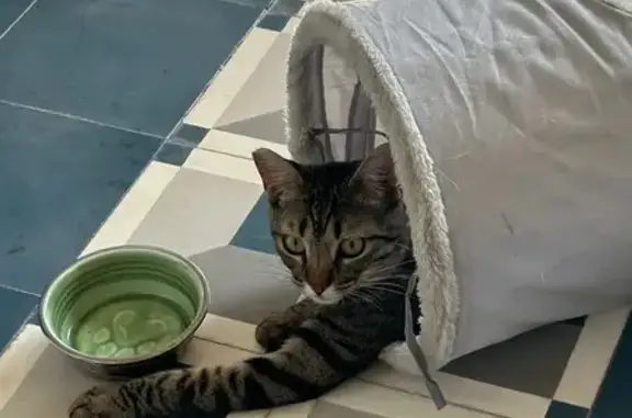 Perdido gato hembra, Avenida Pintor Fernando Soria, Alicante, Madrid - atigrada, cola rota en la punta - photo