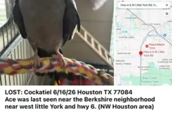 Lost bird, male, Fleethaven La...