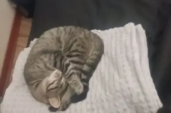 Lost and found pets South Africa, photo: Lost cat, Krugersdorp, Gauteng, Johannesburg - male, green collar, very scared