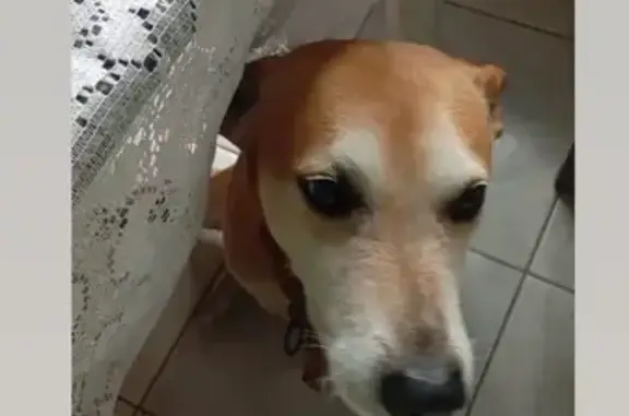 Cachorro perdido Macho (brl002972) - photo