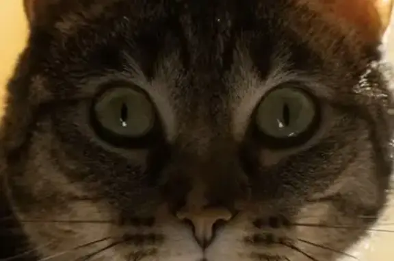 Perdido gato hembra, Carretera de Málaga, 59, Granada - atigrada con ojos verdes - photo