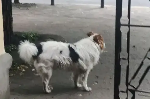Знайдена собака, вулиця Михайл...