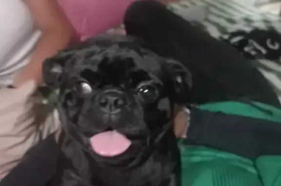 Perros perdidos, Tlahuac, foto: Perro perdido macho, Alfredo Carrasco, MZ30 LT193, Tlahuac - pequeño, negro, ojito malo