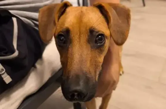 Perdido perro hembra, Carretera Almensilla, 9P, Palomares del Río, Mairena del Aljarafe — marrón, tamaño mediano - photo