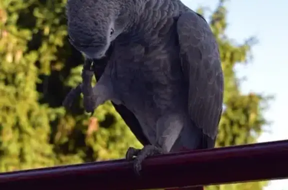 Animaux perdus et trouvés La Seyne-sur-Mer, photo: Perdue oiseau mâle, Boulevard Rose des Vents, 1, Le Pontet, La Seyne-sur-Mer - plume manquante à la queue