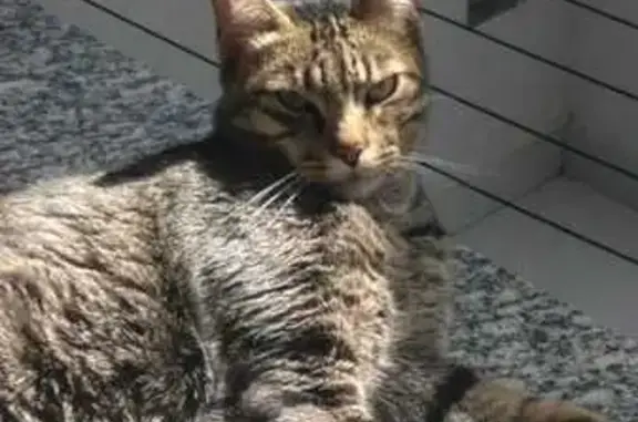 Gato desaparecido Macho (brl002974) - photo