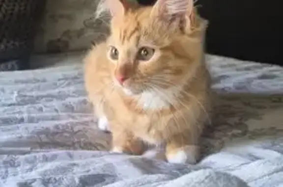 Nacho is a ginger female, With medium lenght hair and a fluffy tail, She is MicroChipped and has been spayed. For any information please contact me on 066 211 5257
