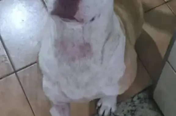 Cachorro perdido Fêmea (brl002975) - photo