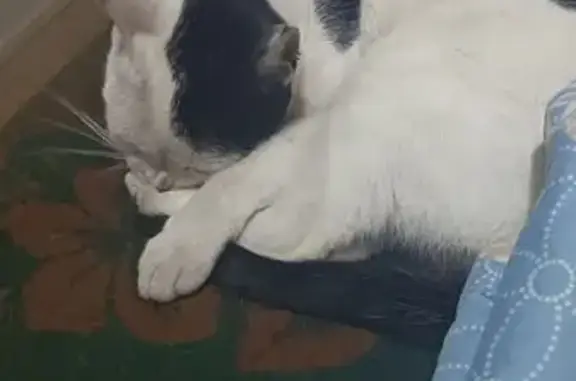Missing cat Berea, photo: Lost cat, Canterbury Grove, 23, Berea - black and white Harlequin, green/blue eyes