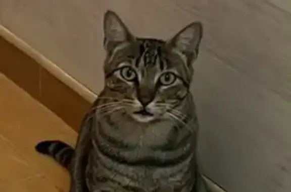Perdido gato hembra, Camino Estepona, 105, La Línea de la Concepción - pequeña atigrada marrón - photo