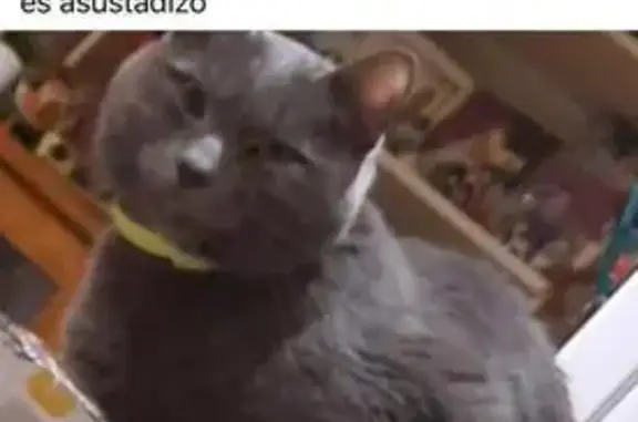 Animales perdidos Chamberi, foto: Perdido gato macho, Calle de Cipriano Sancho, 10, Chamberi - muy nervioso
