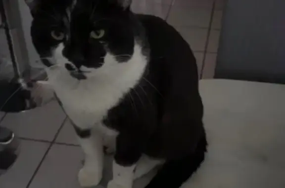 Chat perdu mâle, Bron, Auvergne-Rhône-Alpes, Paris - très gourmand et curieux - photo