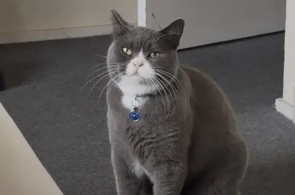 Lost cat, Rochdale Drive, 6, K...