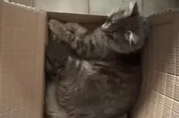 Animaux perdus et trouvés Paris, photo: Chat perdu, mâle, Paris - queue touffue