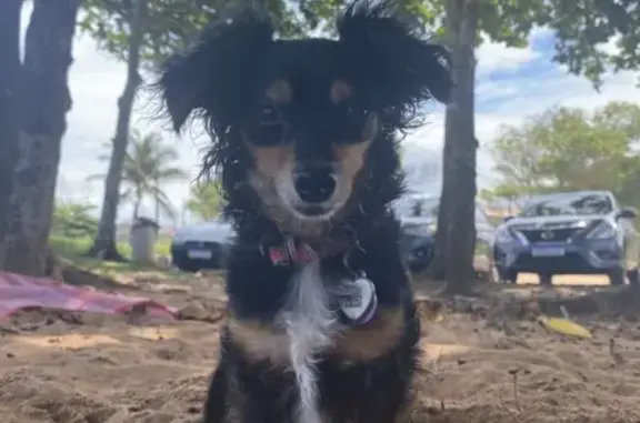 Cachorro perdido Fêmea (brl002976) - photo