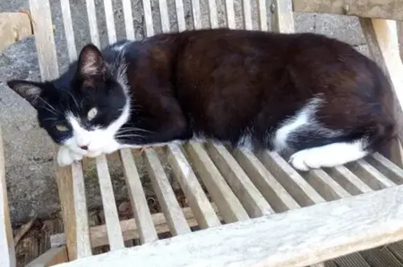 Chat perdu, Paris, photo: Chat perdu mâle, Rue Maréchal Leclerc, Douarnenez, Paris - craintif, sans collier