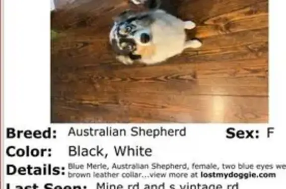 Missing dog Georgetown, photo: Lost dog, S Vintage Rd & Mine Rd, Sadsbury Township, PA 17562, USA, State College - female, tri-color, blue eyes