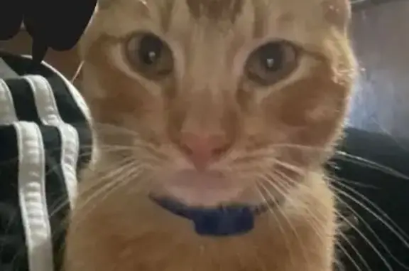 Gato perdido macho, Del Alhelí, 994, San Nicolás de los Garza, San Nicolas de los Garza - collar azul y pelaje amarillo - photo