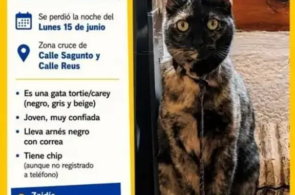 Perdido gato hembra, Carrer de Pepita, 13, Valencia — tricolor, con arnés negro y correa, esterilizada - photo