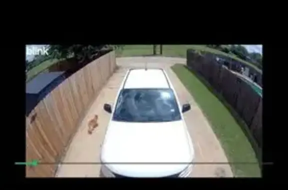 Lost dog, male, Poteet Drive, 3020, Mesquite - neutered, flea collar - photo