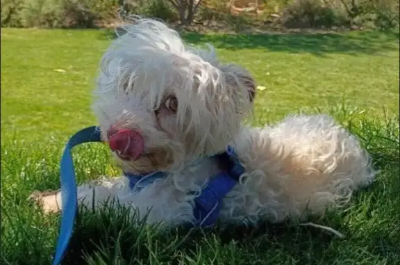 Lost dog, Altura Drive, 432, Perris - small white dog - photo