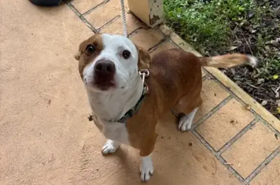 Has a collar in but no tags, sweet male dog.