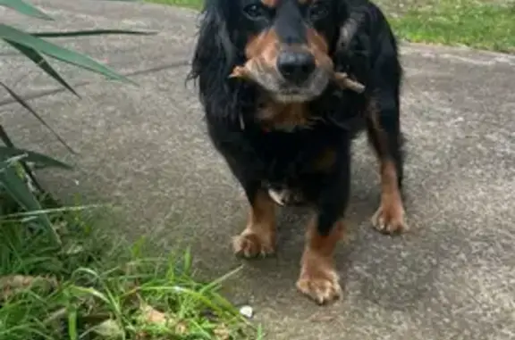 Lost dog, Dillwynnia Grove, Sydney - male cocker spaniel with a red collar - photo