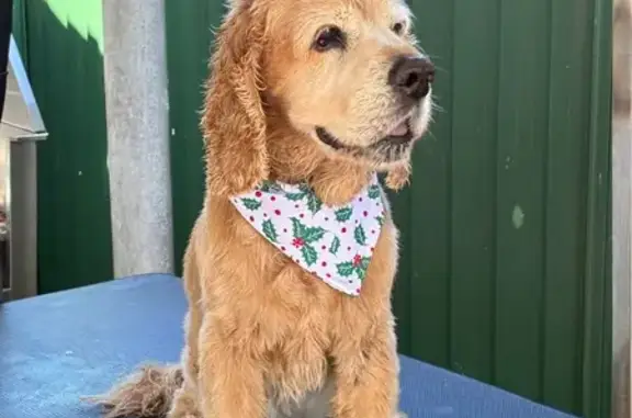 Lost dog, Norah Head, New South Wales, Sydney - male, 15 years old, very deaf - photo