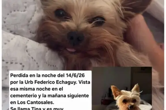 Perdido perro hembra, Carretera Dos Hmnos Monteq, 119, Dos Hermanas - se llama Tina - photo