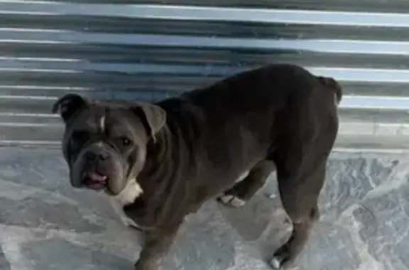 Perdido perro hembra, Diseminado las Piezas, 40, Librilla, Alcantarilla - perrita gris con herida en el cuello - photo