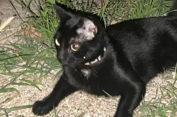 Gato encontrado, Mataro (sf496...