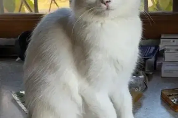 Perdido gato hembra, Mataelpino, Comunidad de Madrid, City Center - pelo blanco y largo - photo