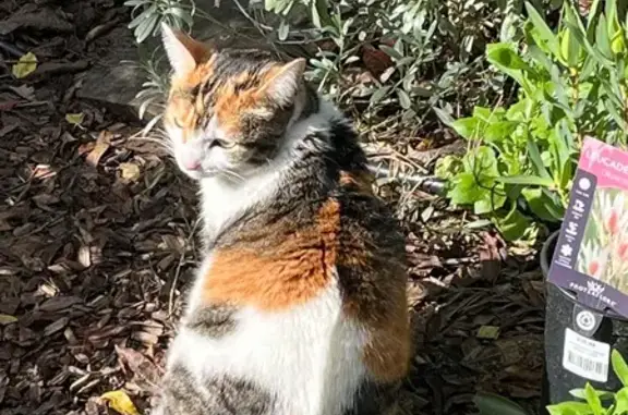 Lost pets Adelaide, photo: Lost cat, Glynburn Road, 472, Adelaide — female, yellow eyes
