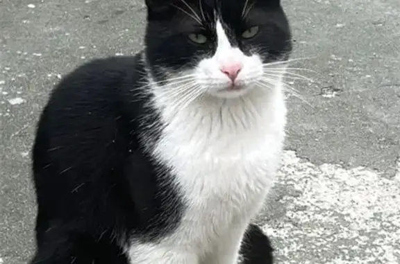 Perdido gato macho, Calle Santo Ángel, Aviles - tiene un año y está castrado - photo