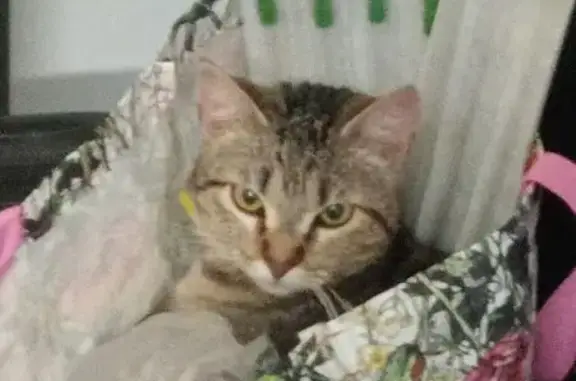 Perdido gato hembra, Jerez de la Frontera, Andalucía, Pozuelo de Alarcon - atigrada con collar amarillo - photo