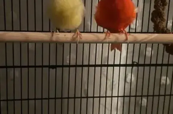 Animaux perdus et trouvés Saint-Laurent-du-Var, photo: Perdue oiseau mâle, Boulevard de Provence, 67, Saint-Laurent-du-Var - canari jaune
