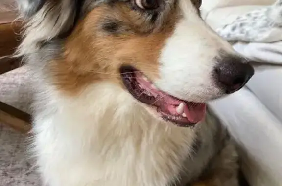 Lost dog, Crosstown Drive, 260, Peachtree City - male, blue merle Australian Shepherd, timid with strangers - photo