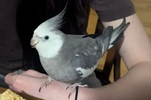 In Falmouth/Cumberland Maine Flew out the sliding door and into the tall trees/woods toward the direction of Blackstrap Road from Hurricane Road. He is gray/silver and white. Friendly but probably very scared and disoriented.