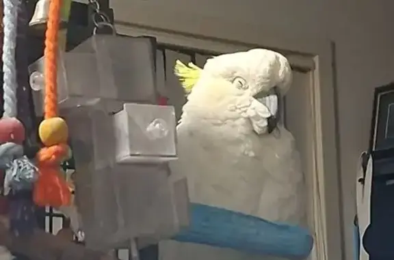 Lost pets Fairfield, photo: Lost Bird, McIntosh Street, 20, Fairfield - male, white sulphur-crested cockatoo